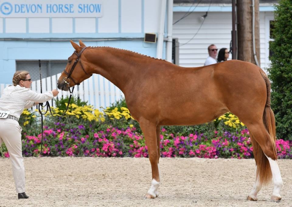 Home Canadian Sport Horse Association