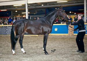Stallion Showcase - Braecrest Beaumont